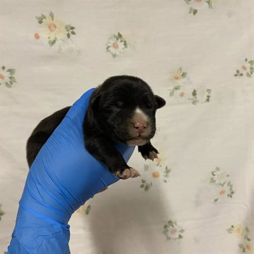 Photo of A613150, adoptable Pit Bull Terrier in Modesto, California