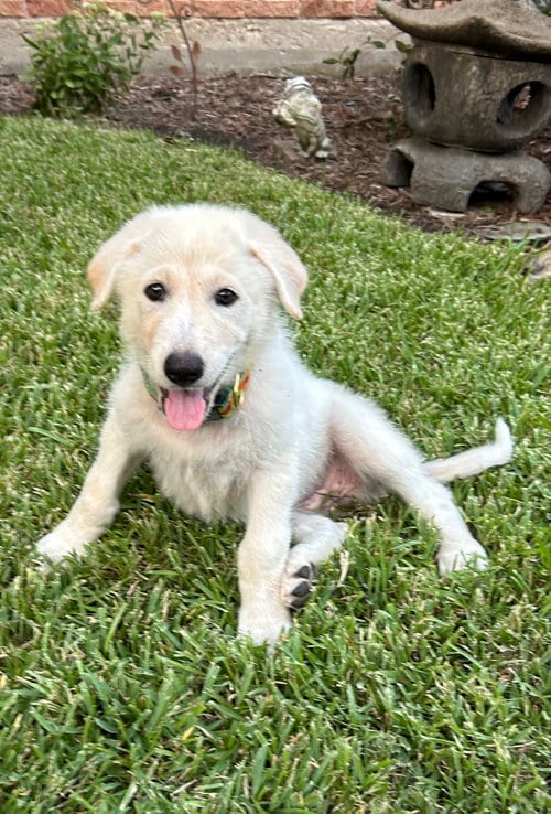Photo of Jade, adoptable Great Pyrenees in Dallas, Texas