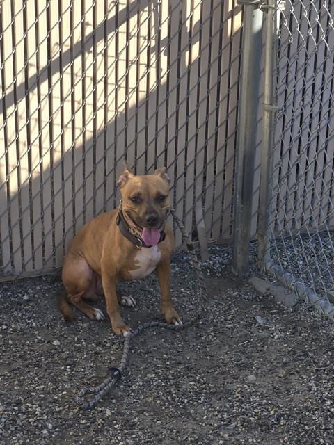 Photo of Hannah, adoptable Pit Bull Terrier in Palmetto, Florida