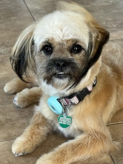 Photo of Zsa Zsa Gabor, adoptable Yorkshire Terrier Yorkie in Lake Elsinore, California