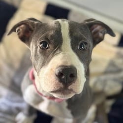 Photo of Josey, adoptable American Pit Bull Terrier Mixed Breed (Medium) in Santa Maria, California