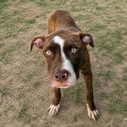 Photo of Cedar, adoptable Pit Bull Terrier in Inverness, Florida