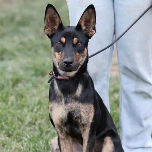 Photo of Pixie, adoptable Australian Kelpie in Modesto, California