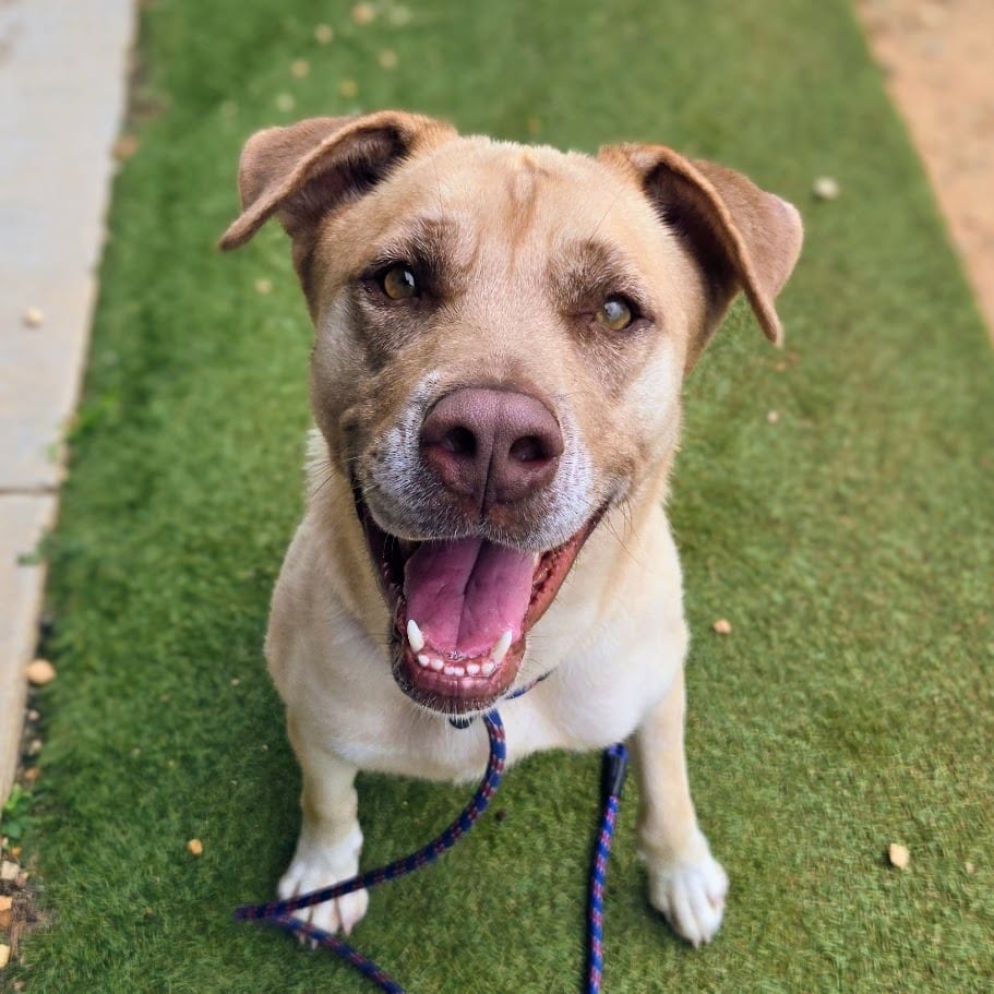 Photo of Lainey, adoptable Mixed Breed in Douglasville, Georgia