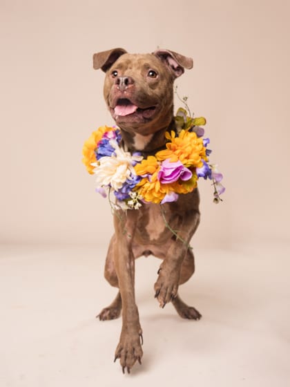Photo of Becky, adoptable dog in Atlanta, Georgia