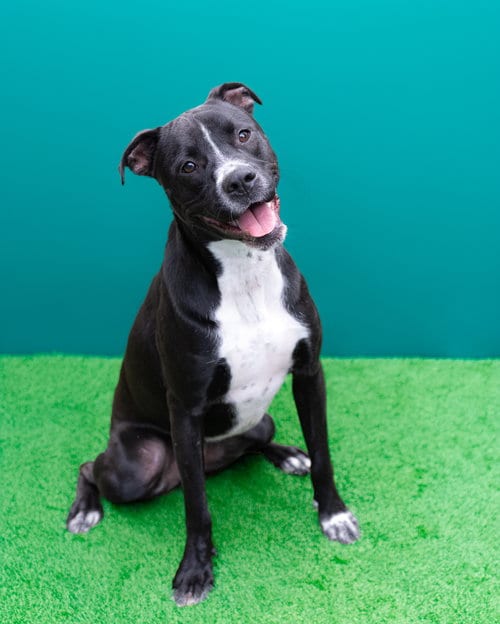 Photo of Wigglebums, adoptable Labrador Retriever in Holbrook, New York