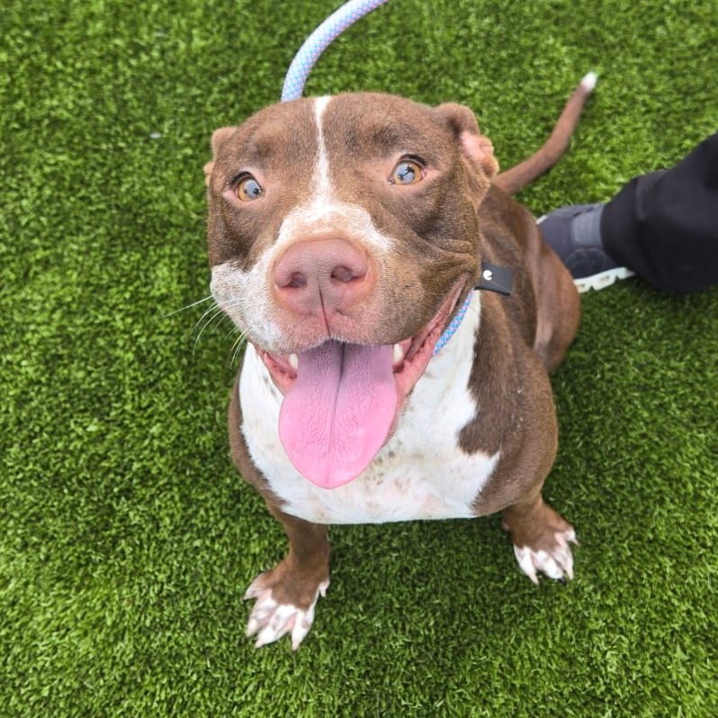 Photo of Stella, adoptable Terrier, American Staffordshire in Spartanburg, South Carolina