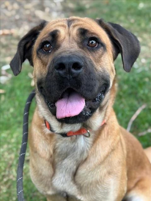 Photo of Herc, adoptable Mastiff in Woodland, California