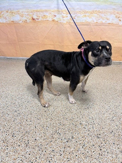 Photo of Armani, adoptable American Pit Bull Terrier in Miami, Florida