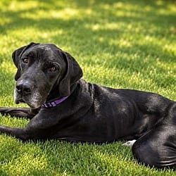 Photo of Freya Rose, adoptable Great Dane in Bullard, Texas