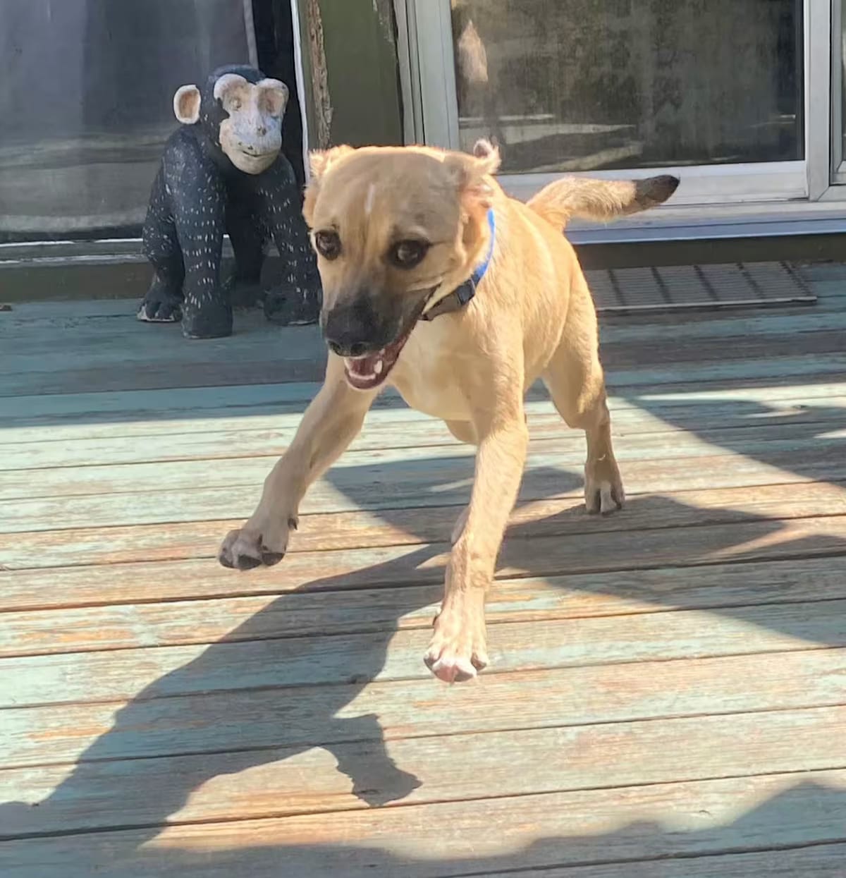 Photo of Finn, adoptable Labrador Retriever in Houston, Texas