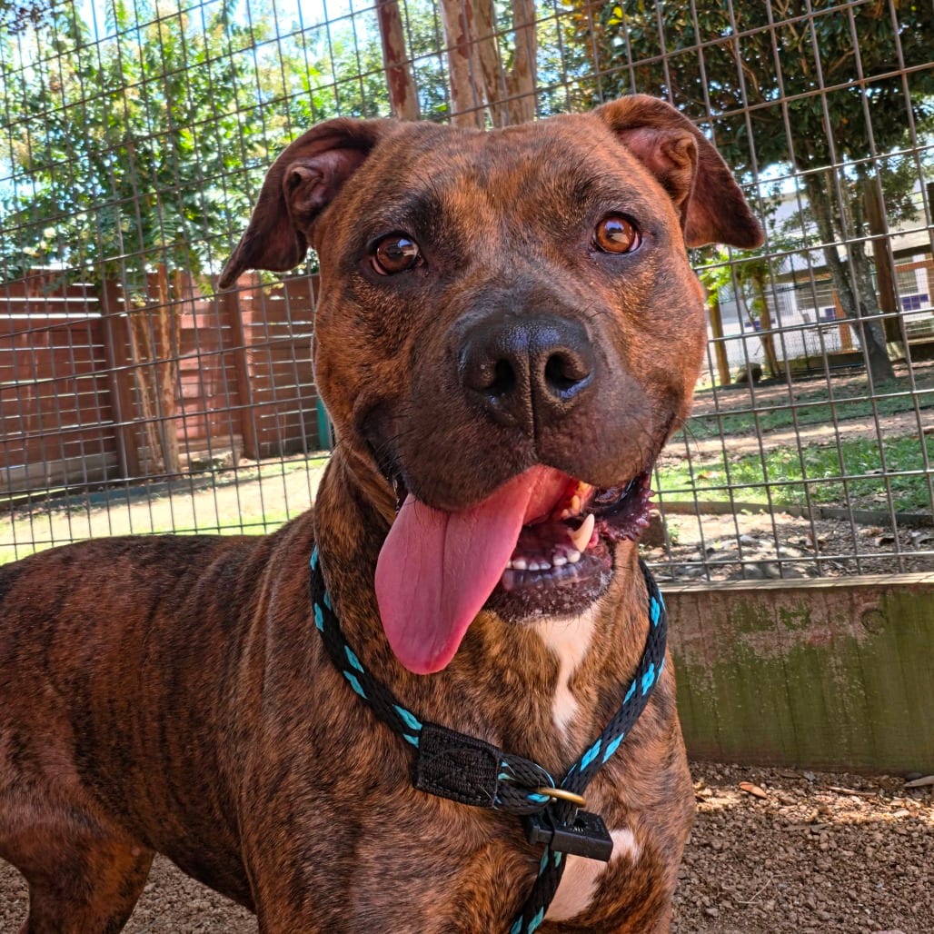 Photo of Raspberry, adoptable Terrier, American Pit Bull in Houston, Texas