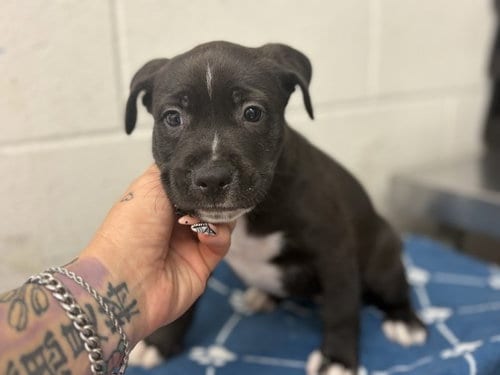 Photo of Star, adoptable Labrador Retriever in San Bernardino, California