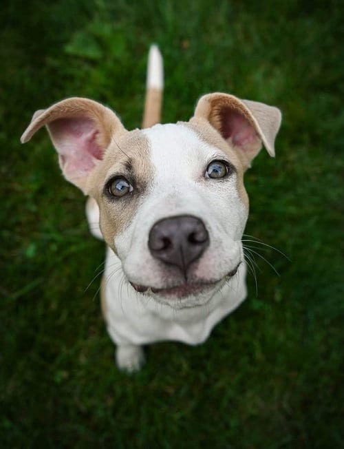 Photo of Moana, adoptable American Pit Bull Terrier in Andover, Minnesota