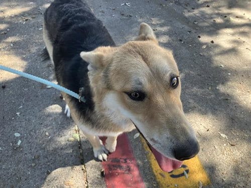 Photo of Leftie, adoptable German Shepherd Dog in Dallas, Texas