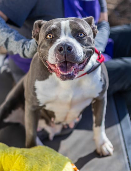 Photo of Big Latto, adoptable dog in Chamblee, Georgia