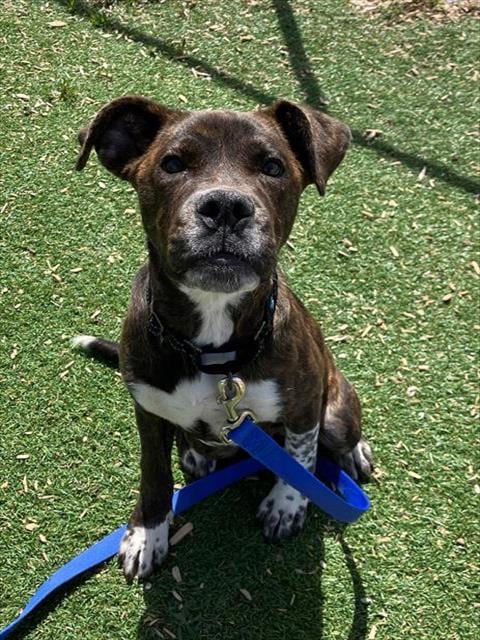 Photo of Mercury, adoptable Boxer in Fruit Heights, Utah