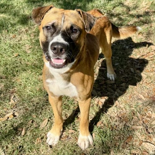 Photo of Bravo, adoptable Staffordshire Bull Terrier in Houston, Texas