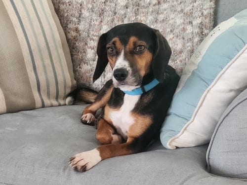 Photo of Anna, adoptable Beagle in Willingboro, New Jersey