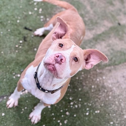 Photo of Baby Girl, adoptable American Bulldog in Tavares, Florida