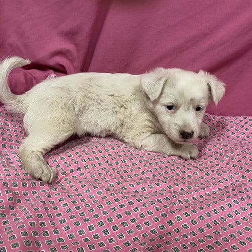 Photo of A614027, adoptable Australian Shepherd in Modesto, California