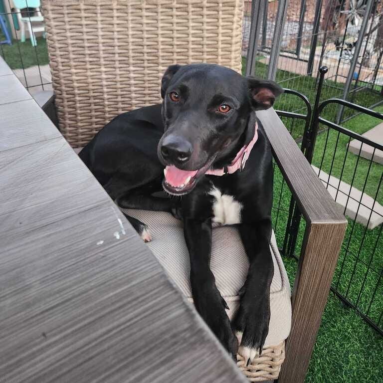 Photo of Shilah, adoptable Terrier, American Pit Bull / Retriever in California, California