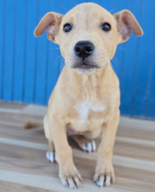 Photo of Fabio, adoptable German Shepherd Dog in Sedalia, Colorado