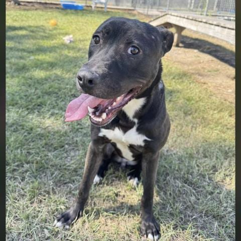 Photo of Rhett, adoptable Pit Bull Terrier in Conroe, Texas