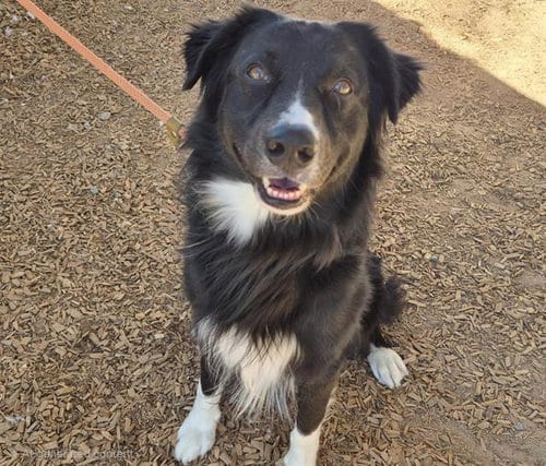 Photo of Twizzler, adoptable Border Collie in Albuquerque, New Mexico