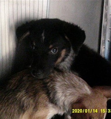 Photo of A481380, adoptable Australian Cattle Dog/Blue Heeler in Oklahoma City, Oklahoma