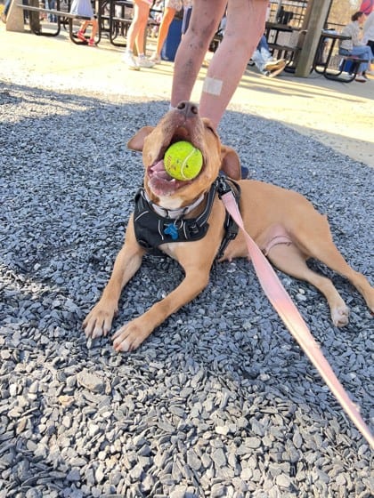Photo of Rockette, adoptable dog in Chamblee, Georgia