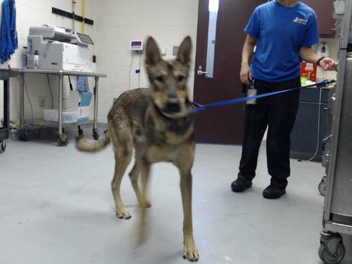 Photo of Brownie, adoptable German Shepherd Dog in Fayetteville, North Carolina