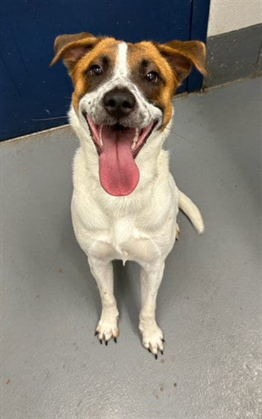 Photo of Sassafras, adoptable Australian Cattle Dog/Blue Heeler in Peoria, Illinois