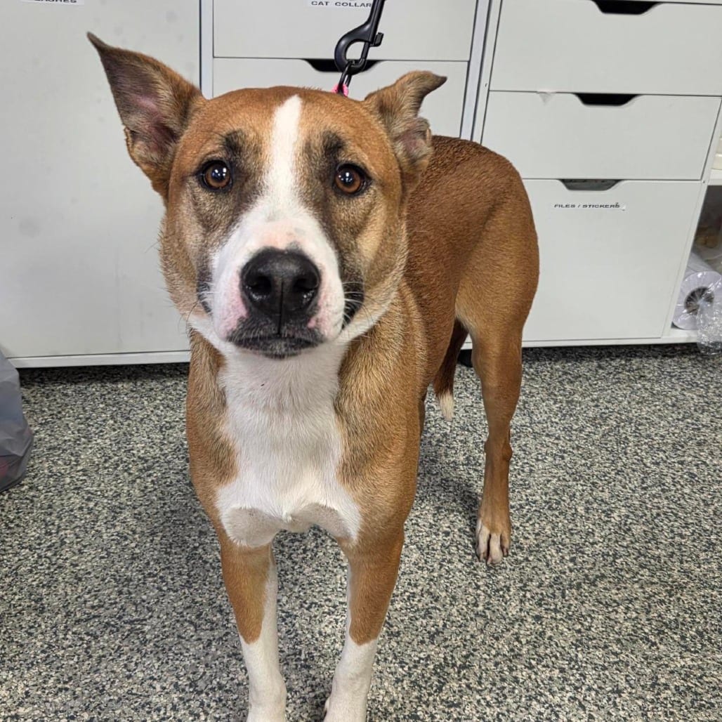 Photo of Bean, adoptable Mixed Breed (Medium) in Jacksonville, North Carolina