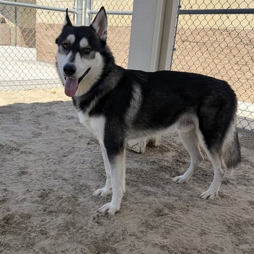 Photo of Sitka, adoptable Husky in Thousand Palms, California