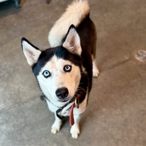 Photo of Bailey, adoptable Siberian Husky in Tavares, Florida