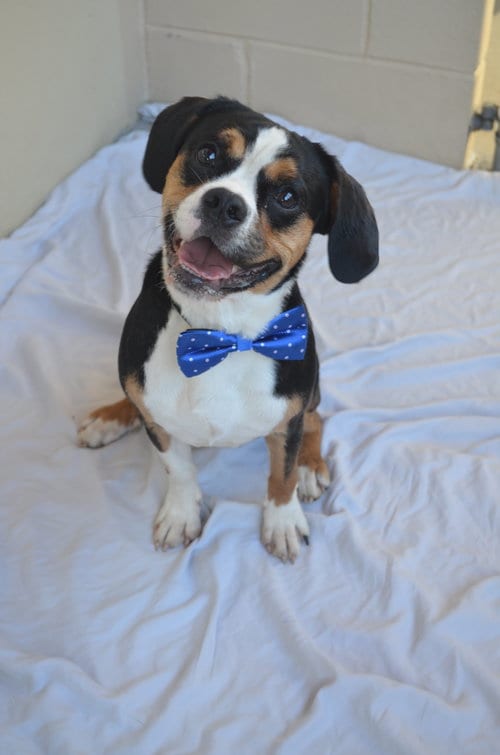 Photo of Fosamax, adoptable Beagle in McKinney, Texas