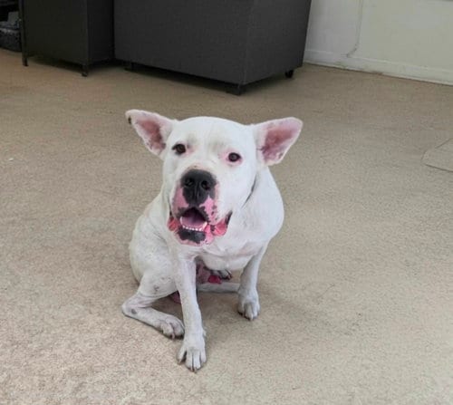 Photo of Fat Boy, adoptable Dogo Argentino in San Pedro, California