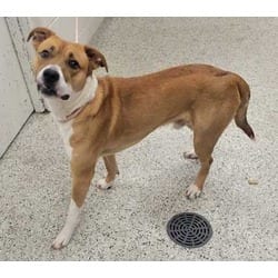 Photo of Carmello, adoptable Mixed Breed (Medium) in Kansas City, Missouri
