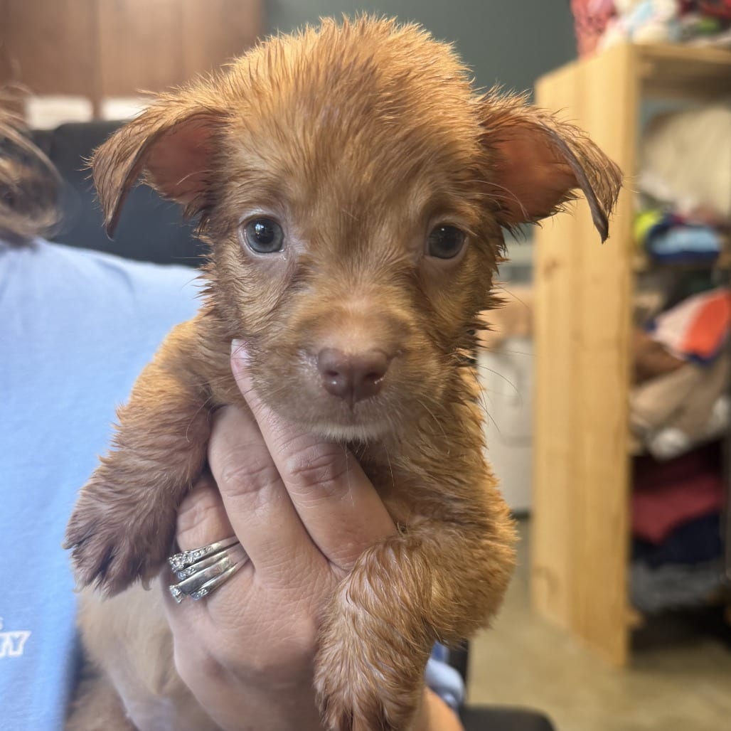 Photo of Scarlet, adoptable Retriever, Labrador / Mixed Breed (Medium) in Staunton, Virginia