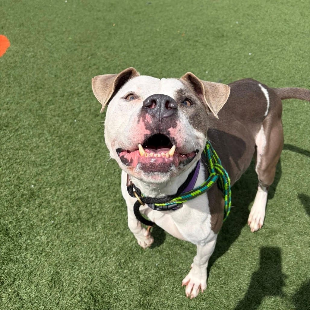 Photo of Lorenzo, adoptable Mixed Breed (Medium) in St. Louis, Missouri