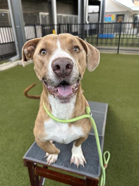 Photo of Bugle, adoptable Basset Hound in Waco, Texas
