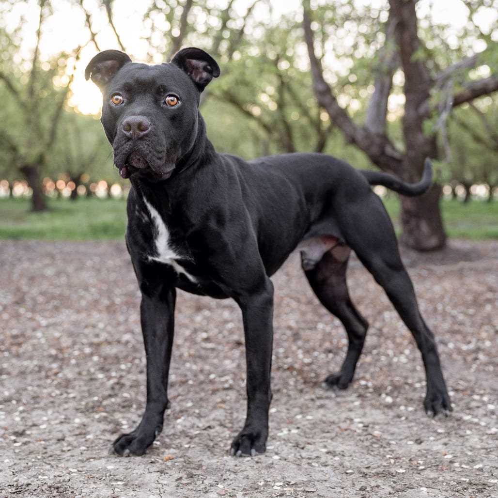 Photo of Benny, adoptable Terrier, Pit Bull / Mix in California, California