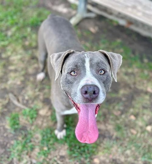 Photo of Andy, adoptable Pit Bull Terrier in Riverside, California