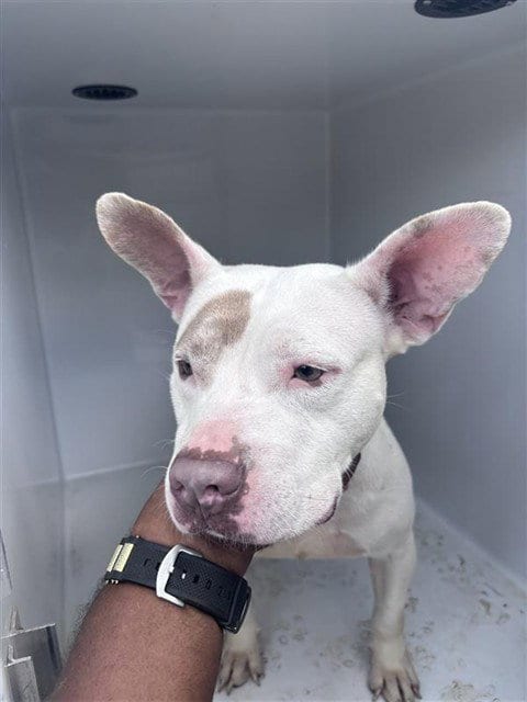 Photo of A662733, adoptable American Bulldog in Houston, Texas