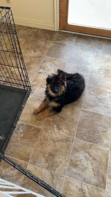 Photo of Rex, adoptable German Shepherd Dog in Fruit Heights, Utah