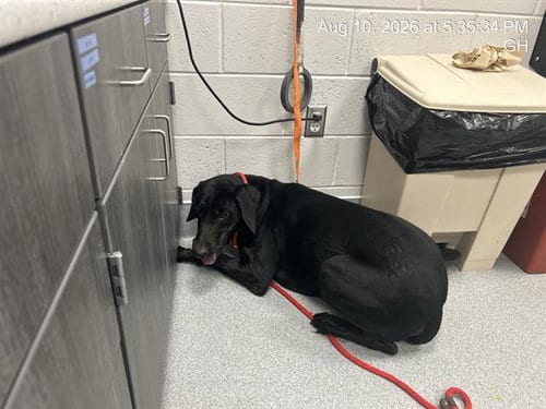 Photo of CJ, adoptable Doberman Pinscher in Ocala, Florida