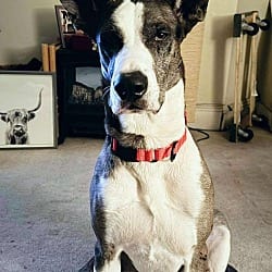 Photo of Demetro, adoptable Great Dane Husky in Bullard, Texas