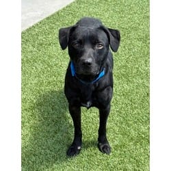Photo of Scooby Doo, adoptable American Staffordshire Terrier in Baton Rouge, Louisiana