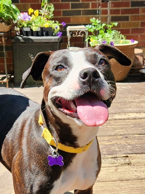 Photo of Raspberry Beret, adoptable American Pit Bull Terrier in St. Louis, Missouri